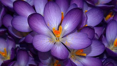     
: flowers-purple-flower-opened-backgrounds-wallpapers.jpg
: 533
:	93.5 
ID:	1640