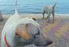     
: DSC00211.JPG
: 723
:	70.8 
ID:	308