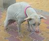     
: DSC00213.JPG
: 703
:	65.9 
ID:	309