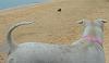     
: DSC00216.jpg
: 516
:	56.1 
ID:	311