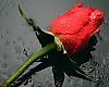     
: roza.jpg
: 1008
:	44.9 
ID:	40