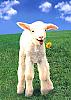     
: lamb1234553042.jpg
: 617
:	43.9 
ID:	47