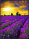   Lavanda